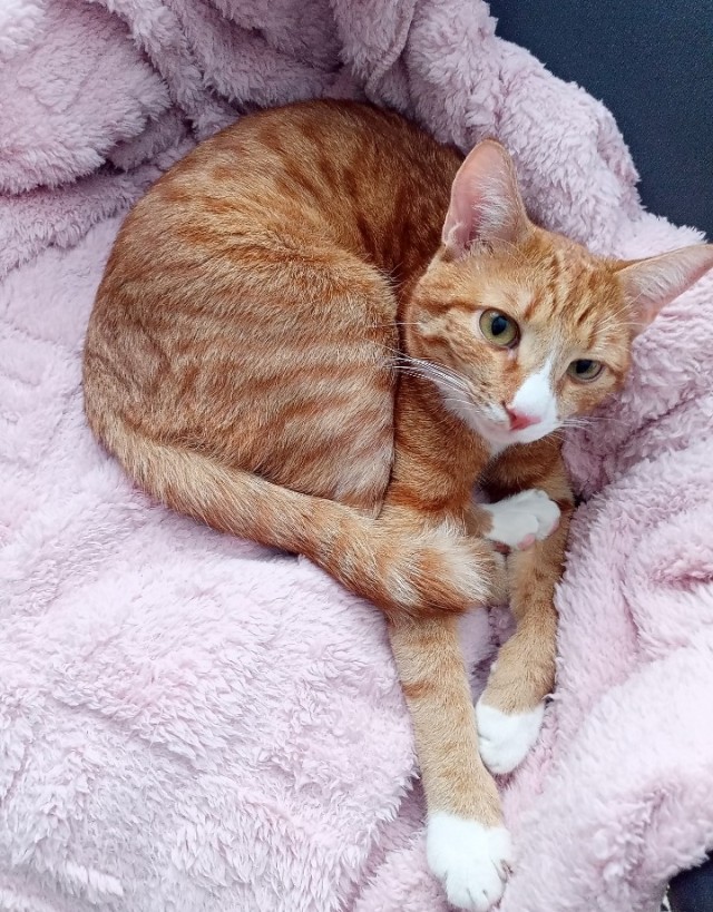 Кото вторник. Серый на сером)