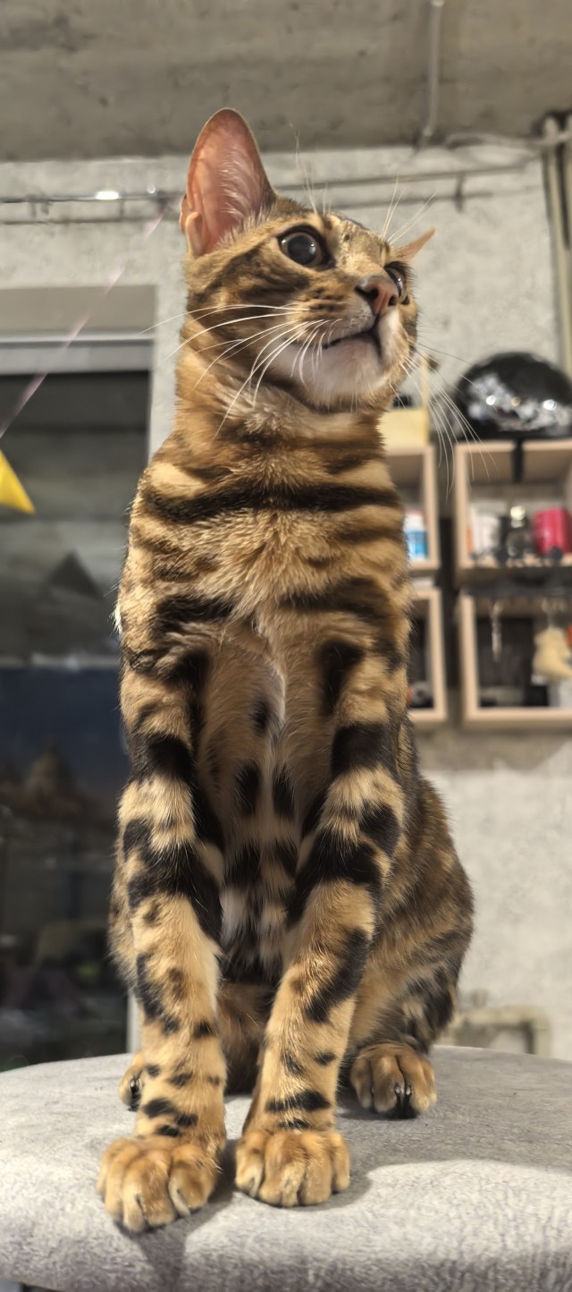Братцы, мой кот.