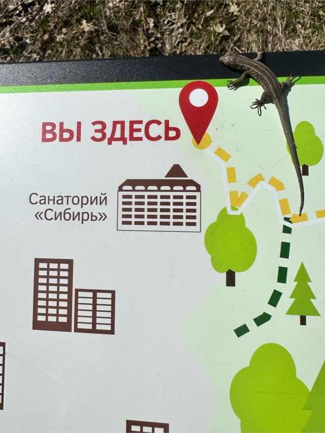 Ну, нет на Япе дня ящериц.