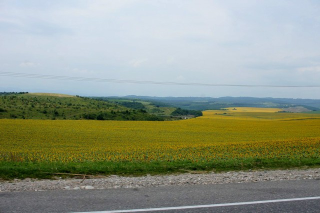 Абхазия (море), Армения (абрикосы)