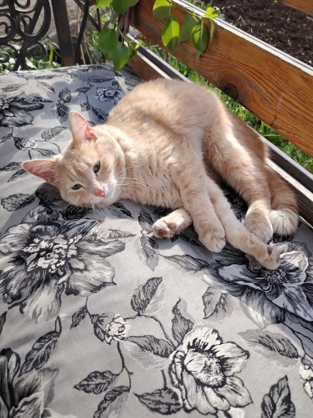 С котовторником))