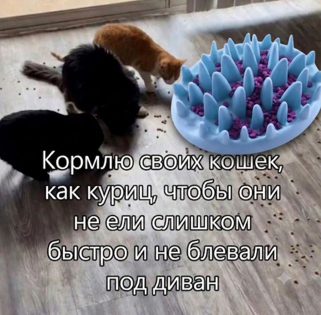 Потная гамсахурдия №6 (Картинки)
