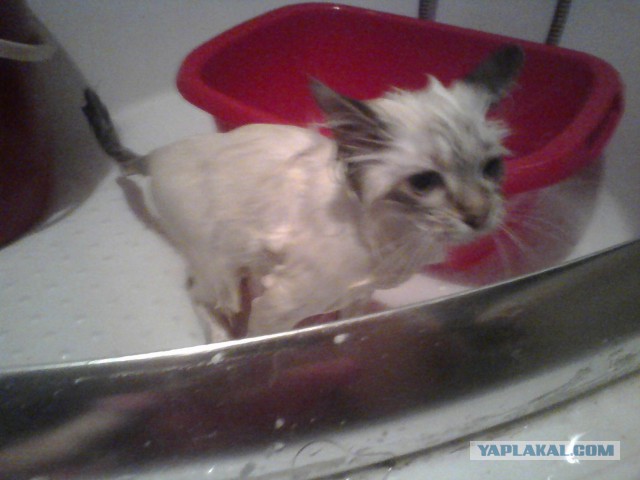 Котовторник   17.12.2013