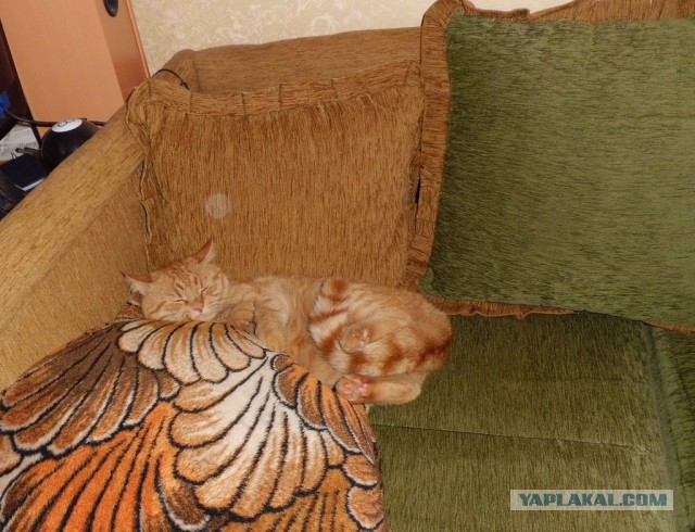 Котовторник  08.07.2014