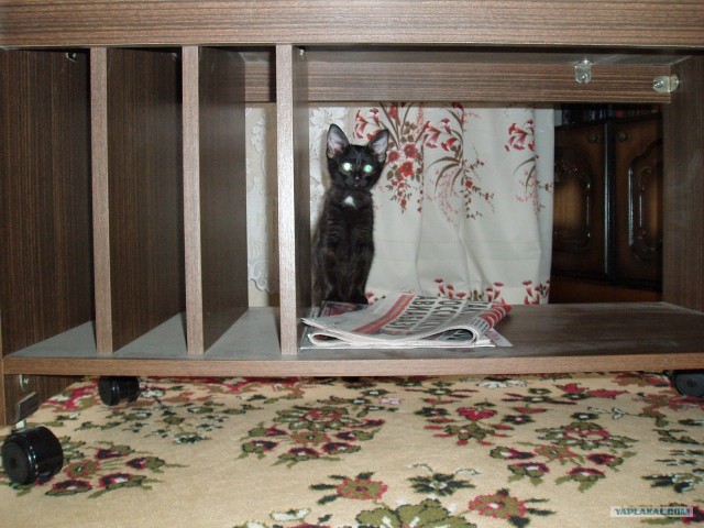 Рисованный котовторник