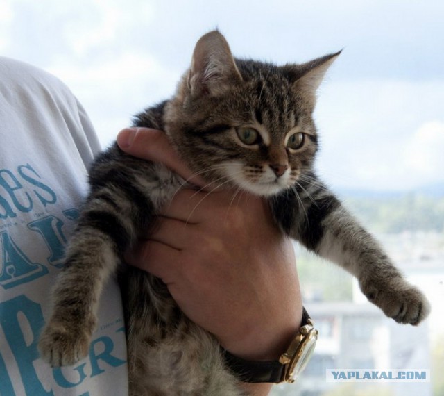 Котовторник 16.06.2015., Котовторник наступил!