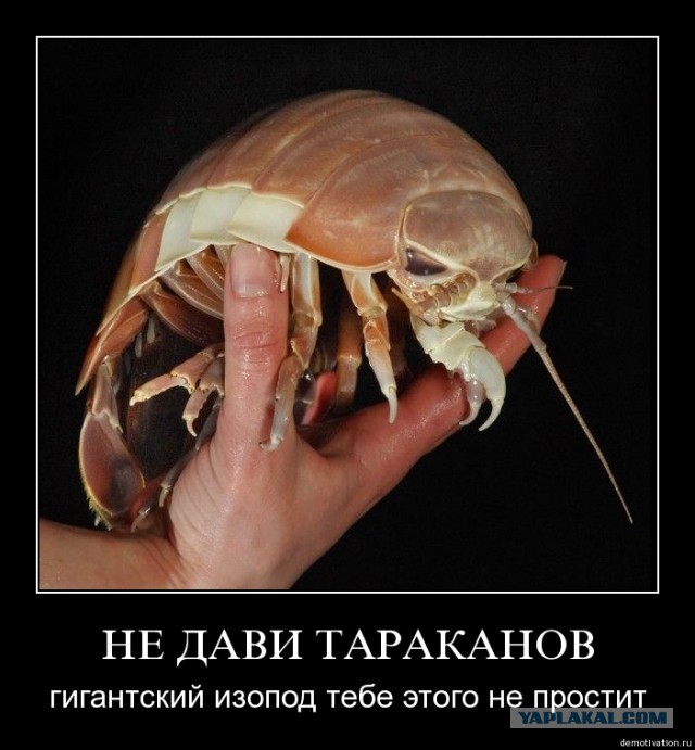 Если вдруг апокалипсис!
