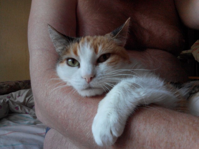 Хоть и не котовторник