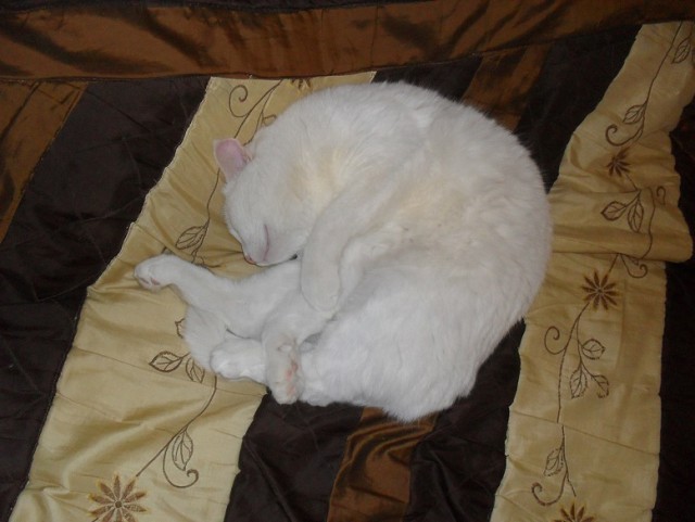 Котовторник 15-09-2015 !