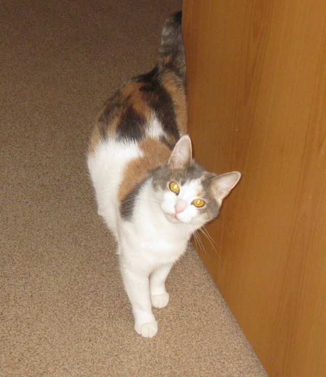 Котовторник 03.11.2015