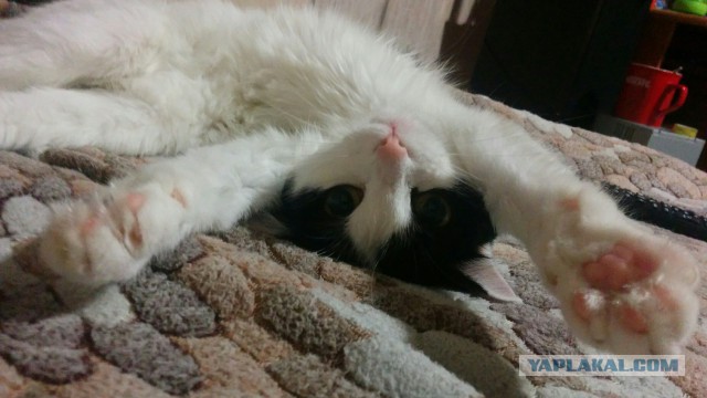 Котовторник 03.11.2015