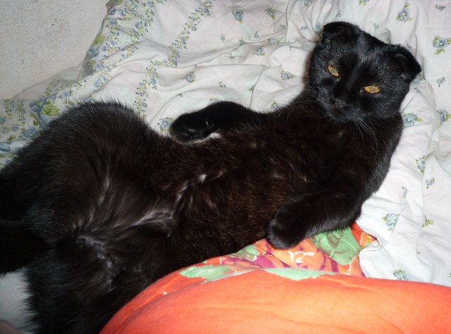 Котовторник