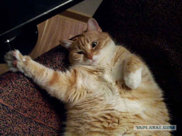 Котовторник 22.12.2015