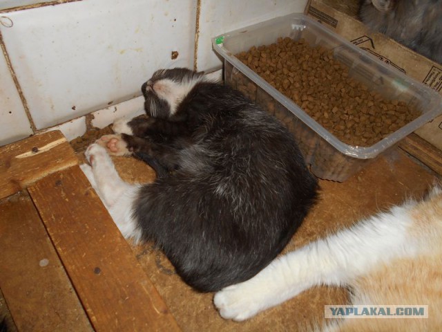 Жизнь домашнего приюта для котеек 95