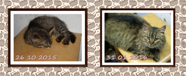 Котовторник  01.03.2016