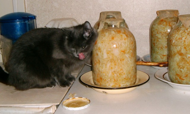 Коты, кошки, котята