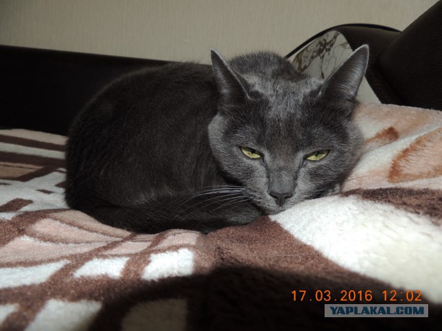 Мои кошки