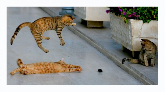 Коты, кошки, котята