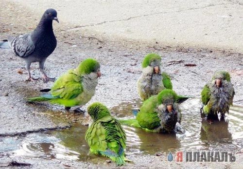 Голубь в ауте