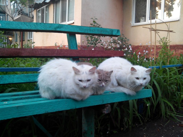 Котовторник 31.05.2016