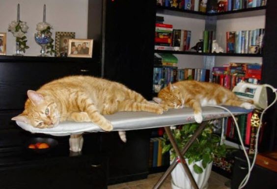 Коты пришли гладиться. Только и всего