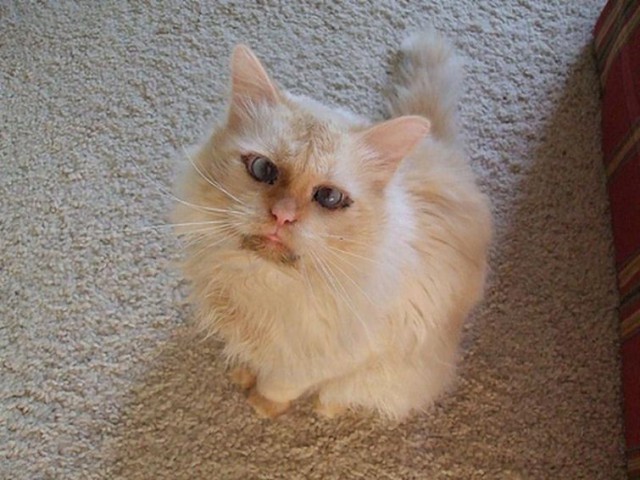 Косоглазые котики