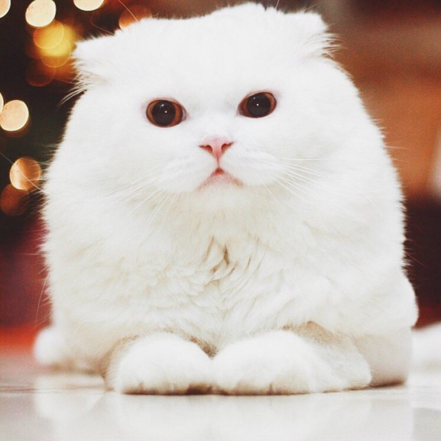 Коты из сети