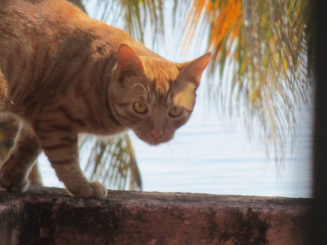 Котовторник  31.01.2017