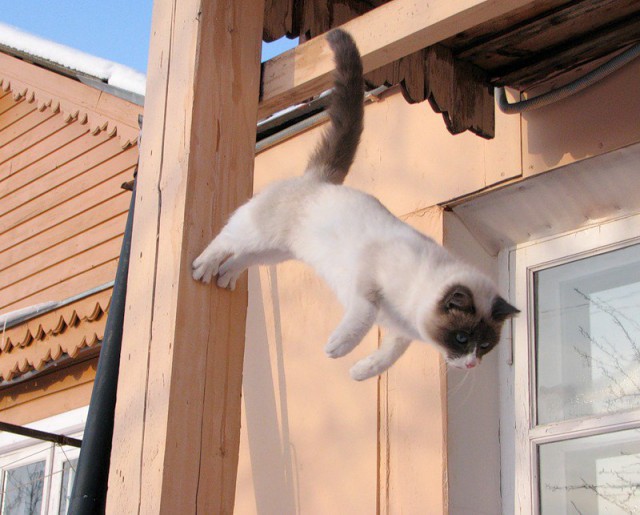 Коты и Кошки