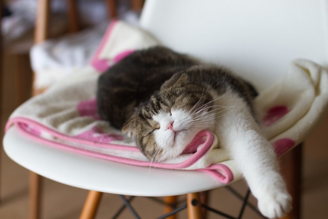 Коты и Кошки