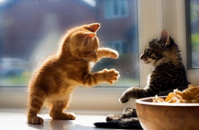 Айкидо-принцип  в  разрешении  конфликтов  у  кошек.