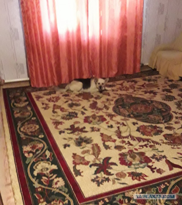#Янаковре