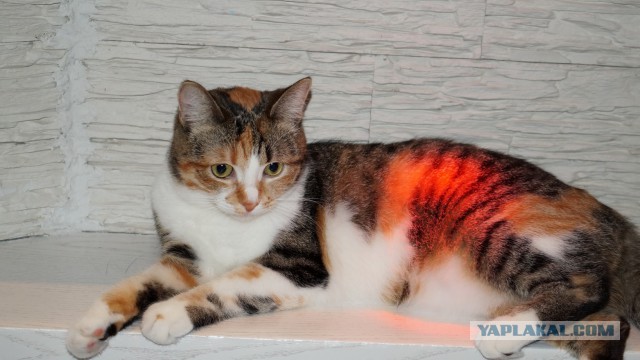 Котовторник 31.10.2017