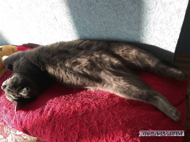 Котовторник 12.12.2017