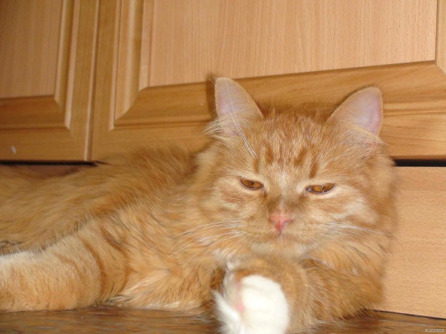 Начинаем котовторник!