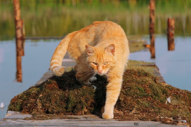 Котовторник! 11.10.11