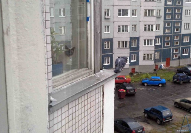 Котовторник (начало в супермаркете!)