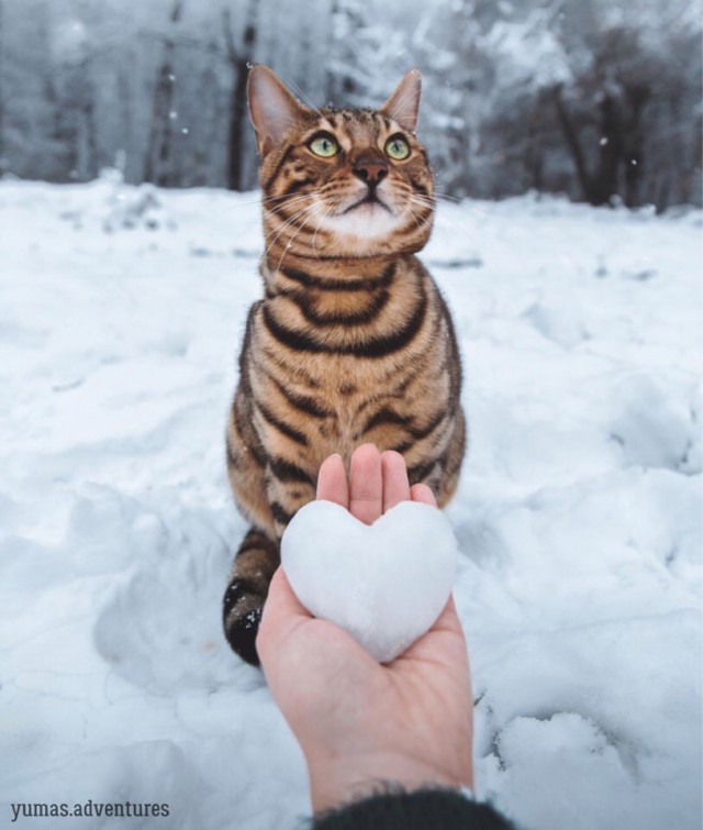 Прикольных котов пост
