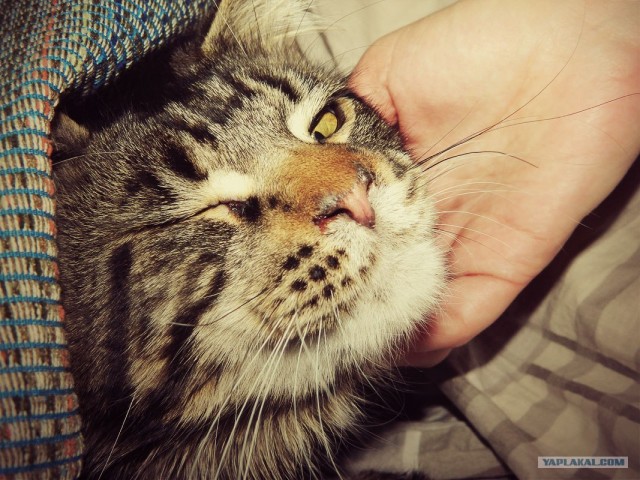 Котовторник  от 3.04.2012