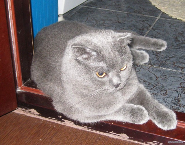 Котовторник 31.07.2012 г.