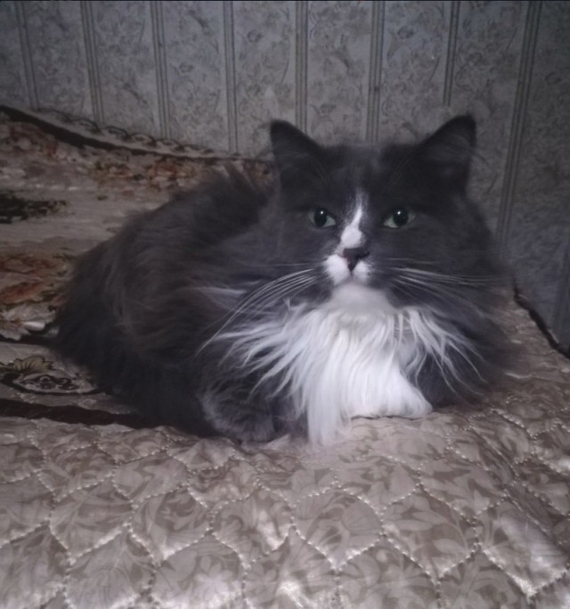 Забавные фото котеек