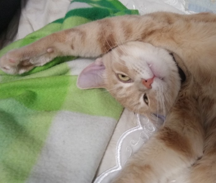 С Днём кошки!