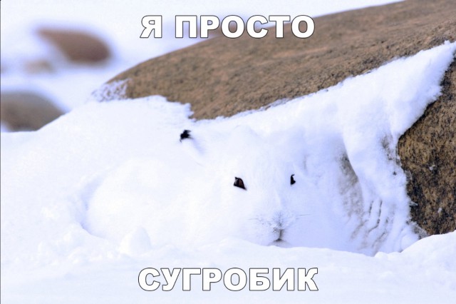 Живность из сети
