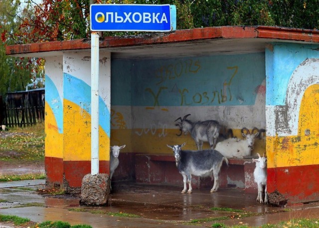 И всё-таки она наша. Лента картинок