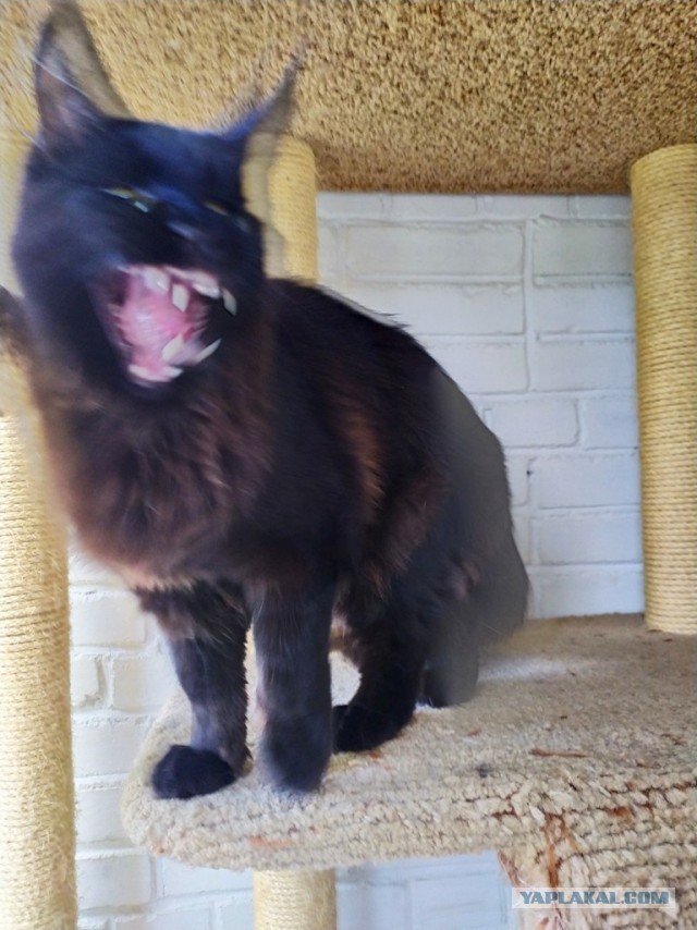 Paзнoвиднocти тьмы