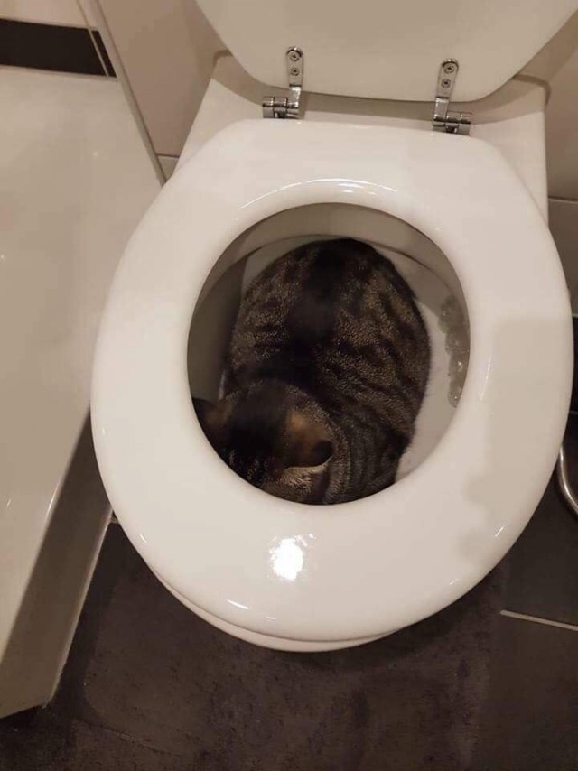 Странные фотки котеек