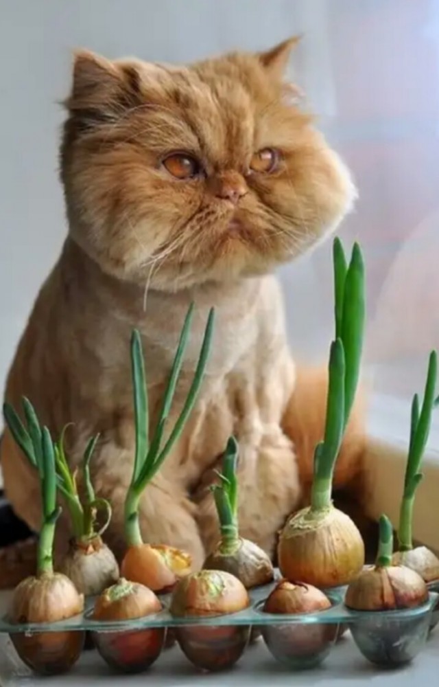 Котофеев пост