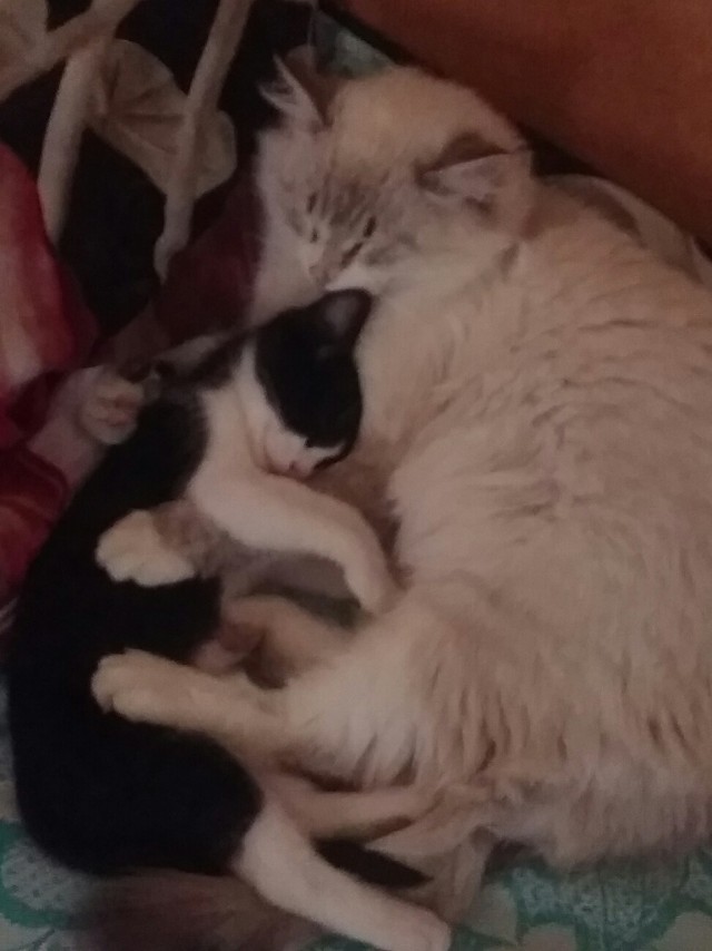 Котики