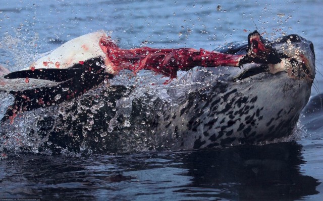 Морской леопард: Царь Антарктиды, построивший свою власть на крови пингвинов