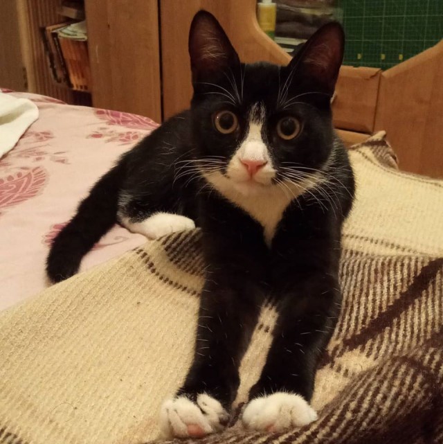 Котовторник